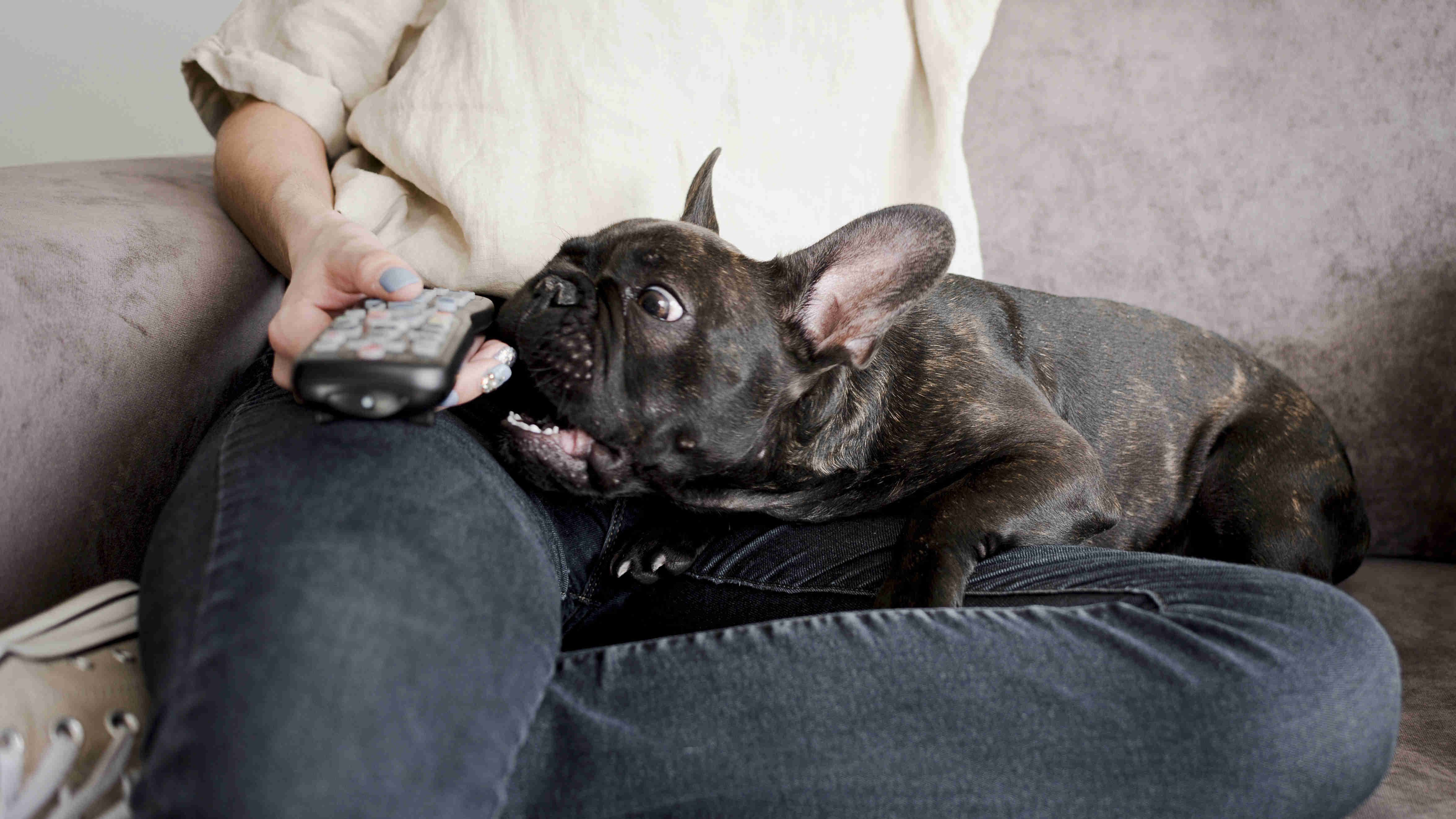 Unlocking the Secret: The Ideal Mental Stimulation for Happy and Healthy French Bulldogs